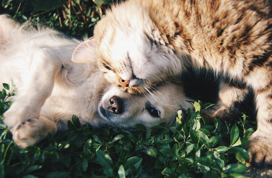 dog and cat