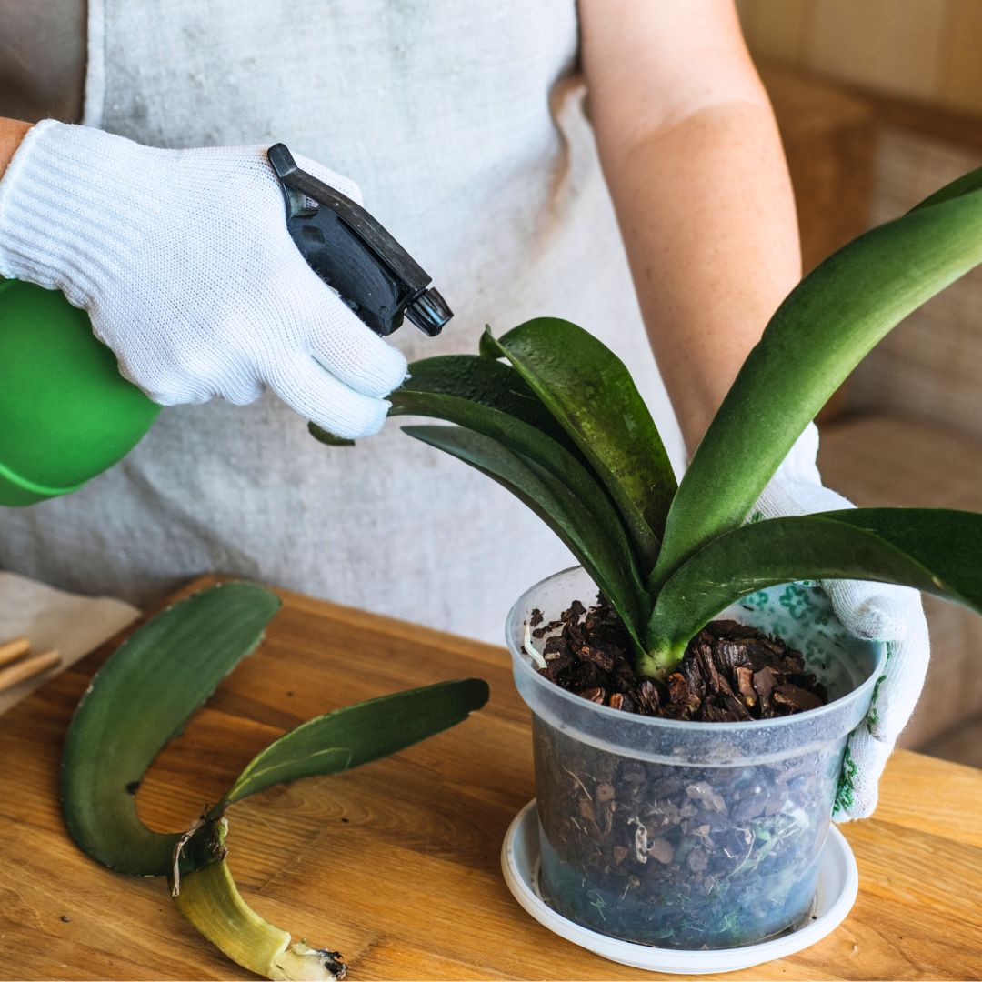 Plant Health And Insect Defense Set