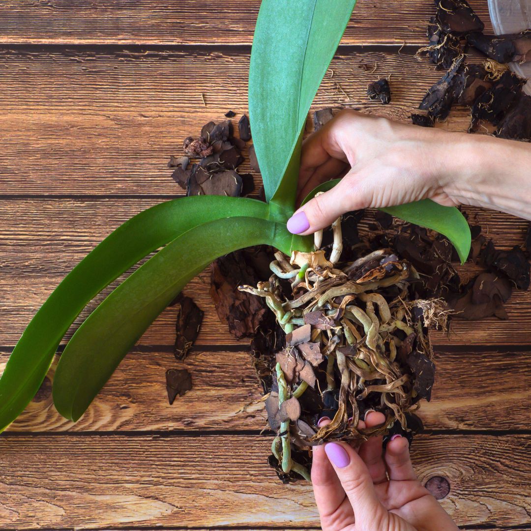 Plant Health And Insect Defense Set