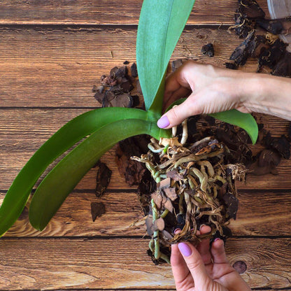 Plant Health And Insect Defense Set